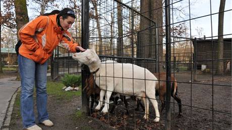 V hodonínské zoo by mohli lidé pozorovat nejen exotická zvíata, ale i ta, která ili a ijí v tuzemských lesích