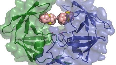 Navazování metalokarboranu na bílkovinu HIV