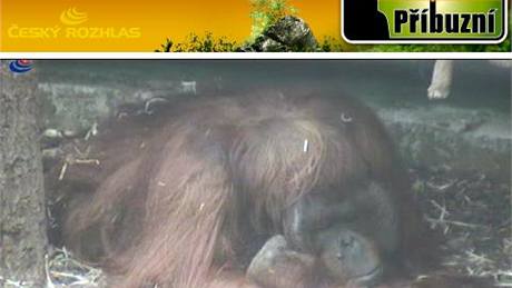 Orangutan na kamee projektu Píbuzní. Repro eský rozhlas