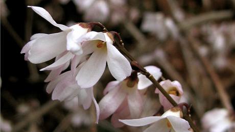 Blozlatice (Abeliophyllum distichum).