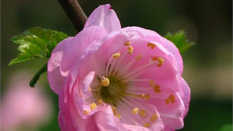 Slivo (Prunus glandulosa).