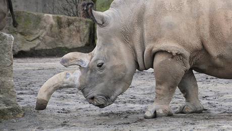 Nosoroec tuponosý v zoo ve Dvoe Králové