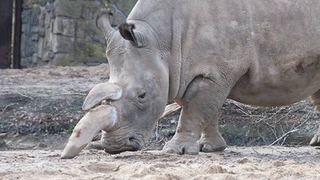 Nosoroec tuponosý v zoo ve Dvoe Králové