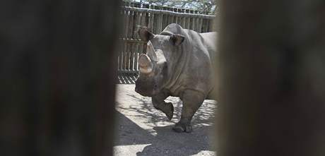 Vzácní nosoroci bílí se u zabydlují v rezervaci Ol Pejeta, kam dorazili ze...