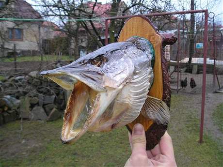 Takto me vypadat vae vypreparovaná ryba