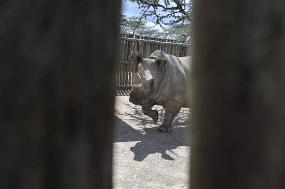 Vzácní nosoroci bílí se u zabydlují v rezervaci Ol Pejeta, kam dorazili ze...