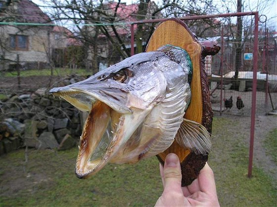 Takto může vypadat vaše vypreparovaná ryba