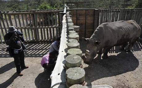 Vzcn nosoroci bl se u zabydluj v rezervaci Ol Pejeta, kam dorazili ze zoo Dvr Krlov. (20. prosince 2009)