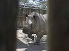 Vzcn nosoroci bl se u zabydluj v rezervaci Ol Pejeta, kam dorazili ze...