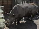 Vzácní nosoroci bílí se u zabydlují v rezervaci Ol Pejeta, kam dorazili ze...