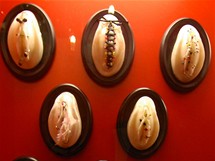 Muzeum sexu v Praze. Dmsk propichovac oddlen