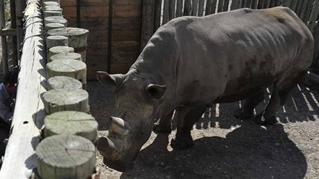 Vzácní nosorožci bílí se už zabydlují v rezervaci Ol Pejeta, kam dorazili ze zoo Dvůr Králové. (20. prosince 2009)