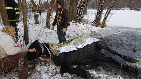 Hasii zachraovali z vody kon, kterého objevili náhodní kolemjdoucí propadlého do zamrzlého ramena eky Dyje u Janova Hradu na Beclavsku