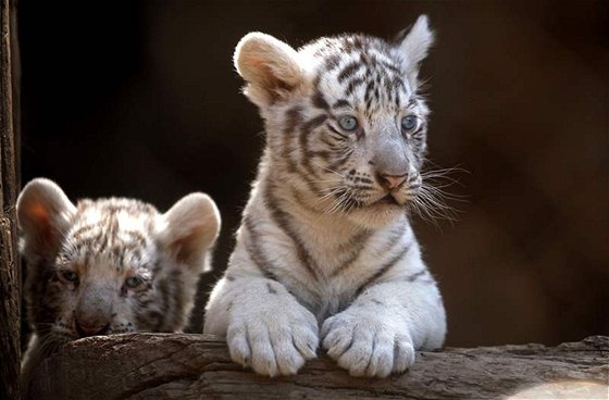Mláata bílých tygr (ilustraní snímek)