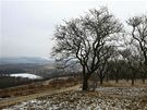 Mandloové sady, skrytá a zdaleka ne kadému známá pýcha Hustopeí, bojují o záchranu