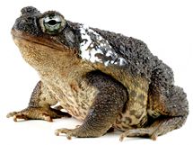 Ropucha obrovsk (Bufo marinus).