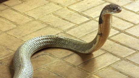 Nejdelí jedovatý had svta, kobra královská