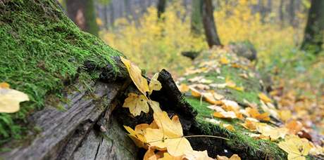 Lesní arboreta Ktiny a Habrvka chystají na letoek opravy a novinky (ilustraní snímek).