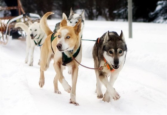 Vyznavačů jízdy se psím spřežením (tzv. mushingu) v Česku v posledních letech výrazně přibývá. Ilustrační foto