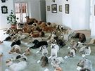 Sbírka vycpaných ps z hradu Bítov