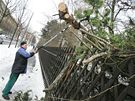 V Botanické zahrad v Brn spadl snhem petíený strom. (11. ledna 2010)
