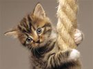 Kočkám lze na vhodné místo zavěsit i silné sisalové lano.