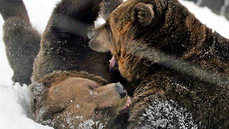 Oblíbení veerníkoví medvdi slavili desáté narozeniny. Pochutnali si na medu i ovoci.
