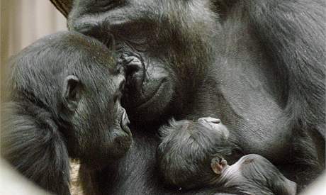 Gorilí samice Kijivu z praské ZOO s mláaty Mojou a  Tatu (v náruí).