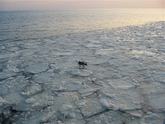 ilustraní foto: Do ledové vody se dostal i psí kíenec z Polska, ten vak peil tídenní plavbu na ledové ke.