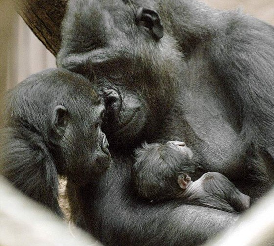 Gorilí samice Kijivu z praské ZOO s mláaty Mojou a  Tatu (v náruí).