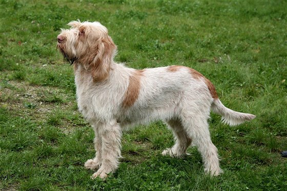 Italský spinone