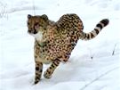 V praské ZOO utekl z výbhu gepard. (22. ledna 2010)