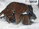 páení tygr v ZOO
