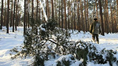 Kehké borovice ve Vracov neunesly tíhu ledu a snhu, lesáci zde zaznamenávají velké kody