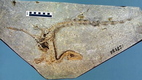 Zkamenlina dinosaura nalezená v ín, Vdci z ní urili, jaké ml pravký tvor barvy-
