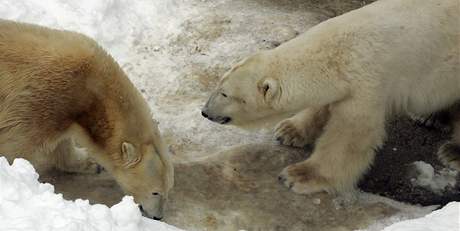 Medvdice Cora a medvd Umca v brnnské zoo