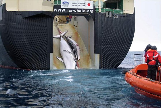 Velrybí maso zaali Japonci zpracovávat i do psích pamlsk (ilustraní foto)