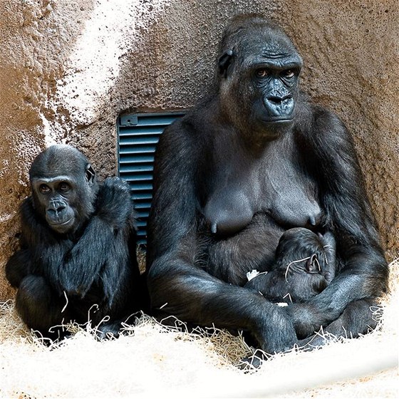 Samice Kijivu se svými mláaty Mojou a Tatuem v praské zoo.