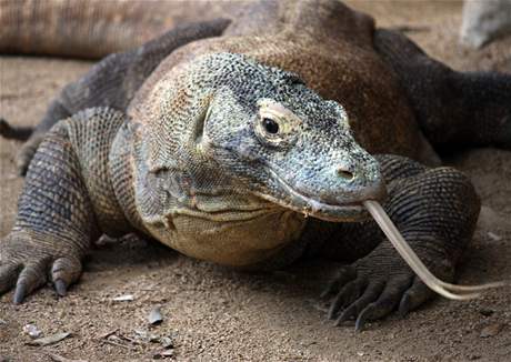 Varan komodský, nejvtí jetr svta, se úspn mnoí v praské ZOO. Ilustraní foto