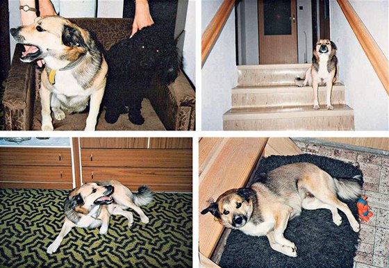 Snímky zachycují psa, o kterém se Václav Barto domnívá, e se nyní nael v Polsku.