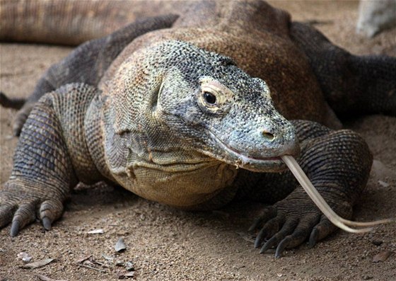 Varan komodský, největší ještěr světa. Ilustrační foto