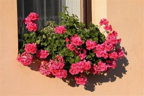 Krásně rozkvetlý okenní truhlík vás může těšit od května až do podzimu. Když víte, jak na to.