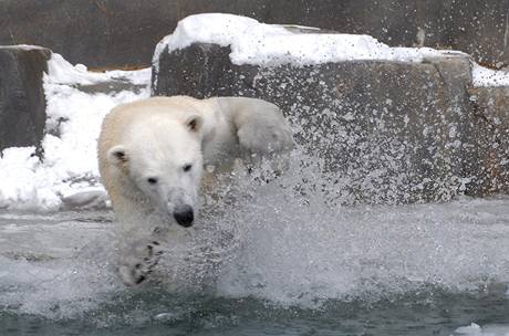 Zima udlala radost obyvatelm chicagsk zoo.