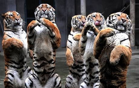 Sibit tygi pi exhibici v zoo na jihu ny v rmci oslav roku tygra