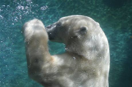 Ledn medvdi potpn miluj, pohyb pod vodou jim usnaduj irok tlapy s plovacmi blnami. Ilustran foto.