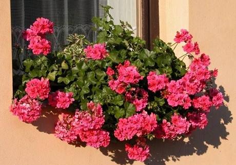 Krásně rozkvetlý okenní truhlík vás může těšit od května až do podzimu. Když víte, jak na to.