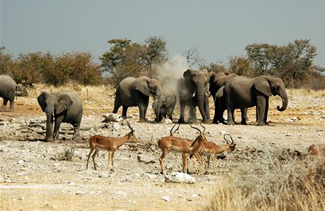 Namibie, Nrodn park Etosha