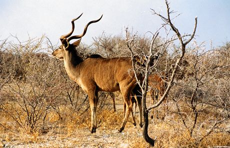 Namibie, Nrodn park Etosha. Antilopa kudu pat mezi ty pla ivoichy