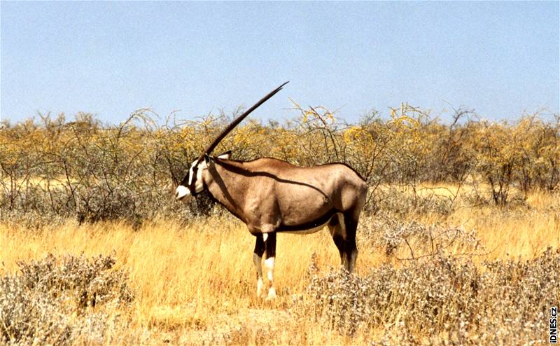 Namibie, Národní park Etosha. Pímoroci se po parku pohybují asto samotásky