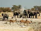 Namibie, Národní park Etosha